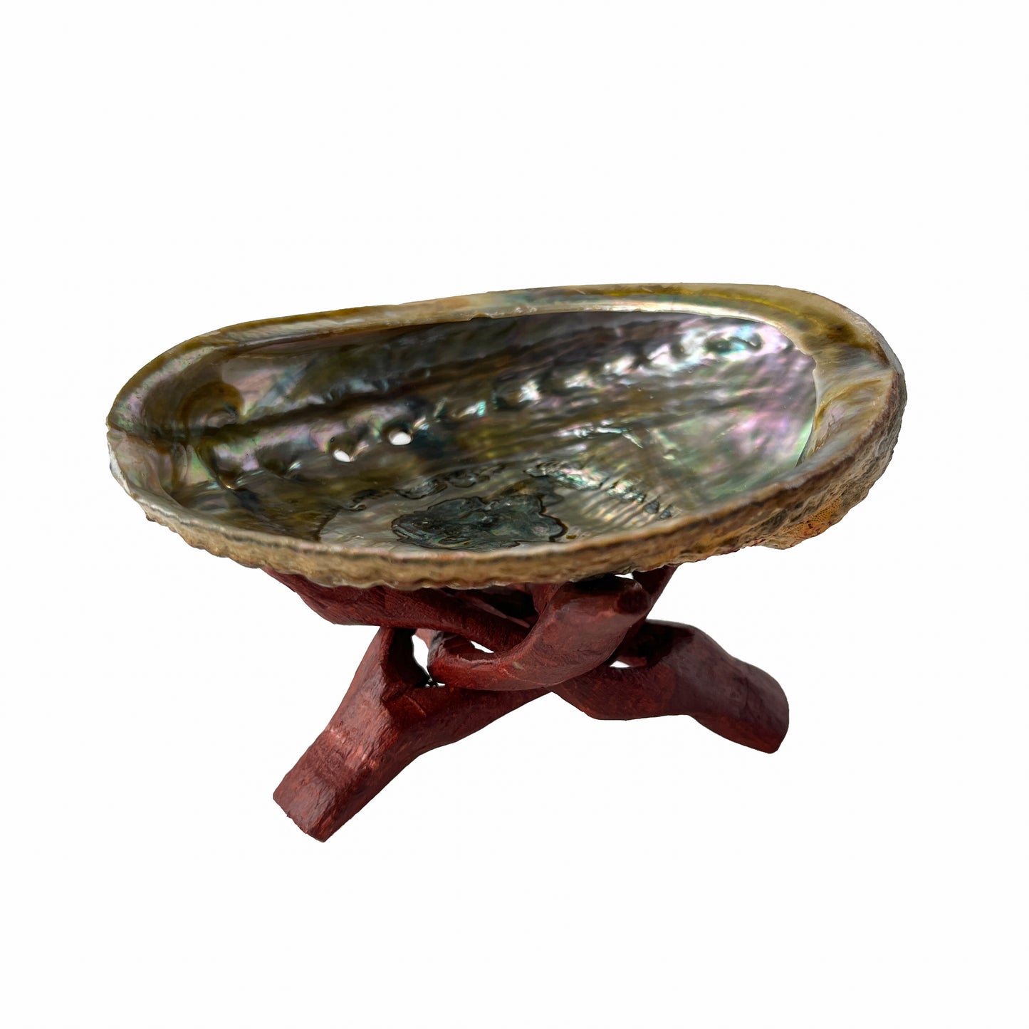 Abalone Shell with Wooden Stand