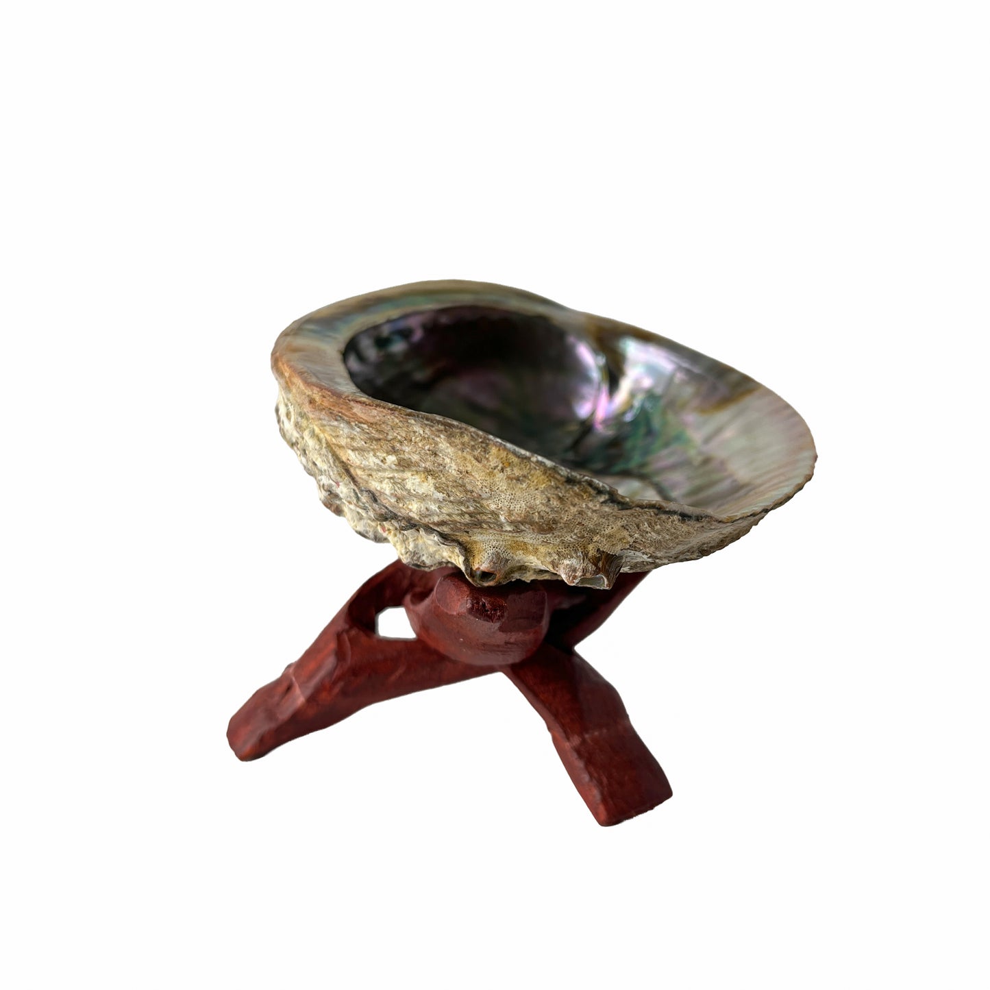 Abalone Shell with Wooden Stand