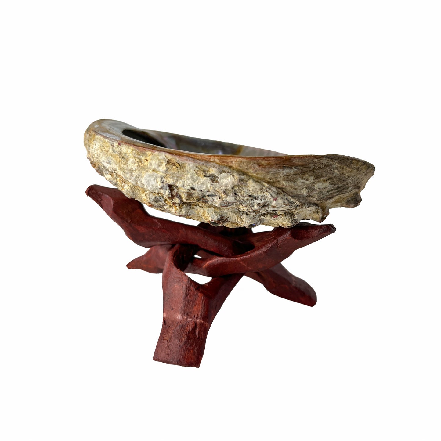 Abalone Shell with Wooden Stand