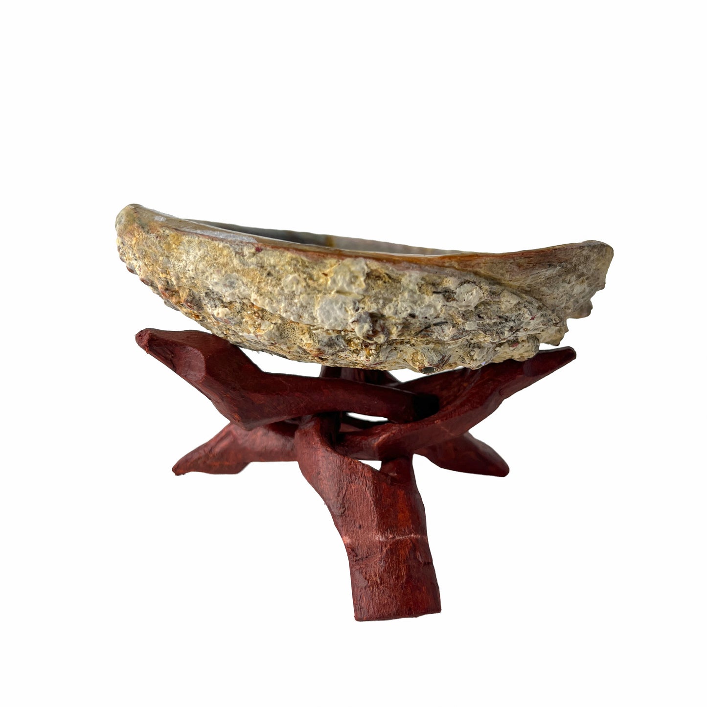 Abalone Shell with Wooden Stand