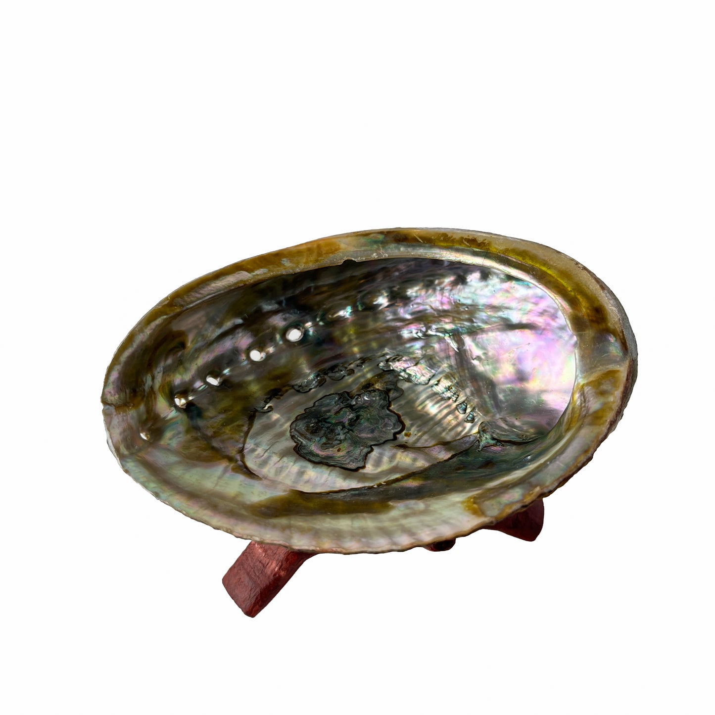 Abalone Shell with Wooden Stand