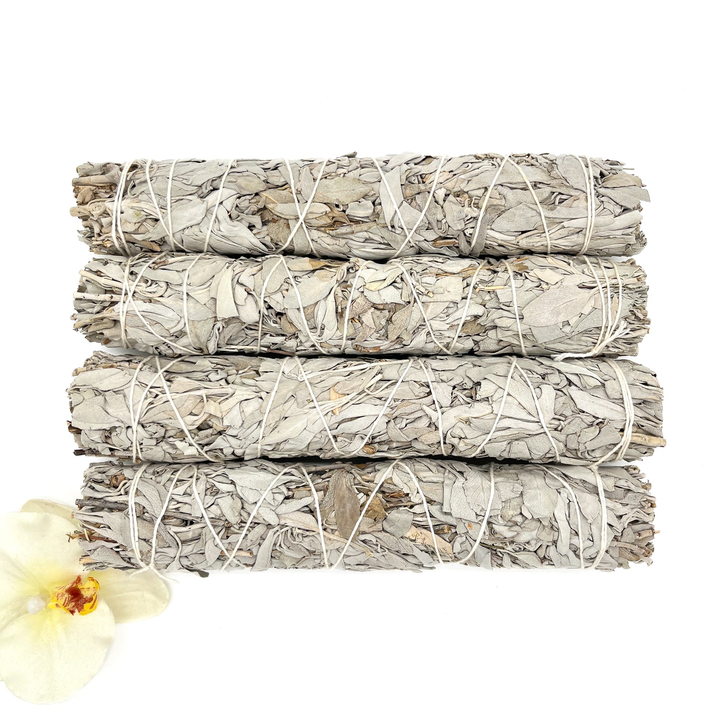 California White Sage 8-9"