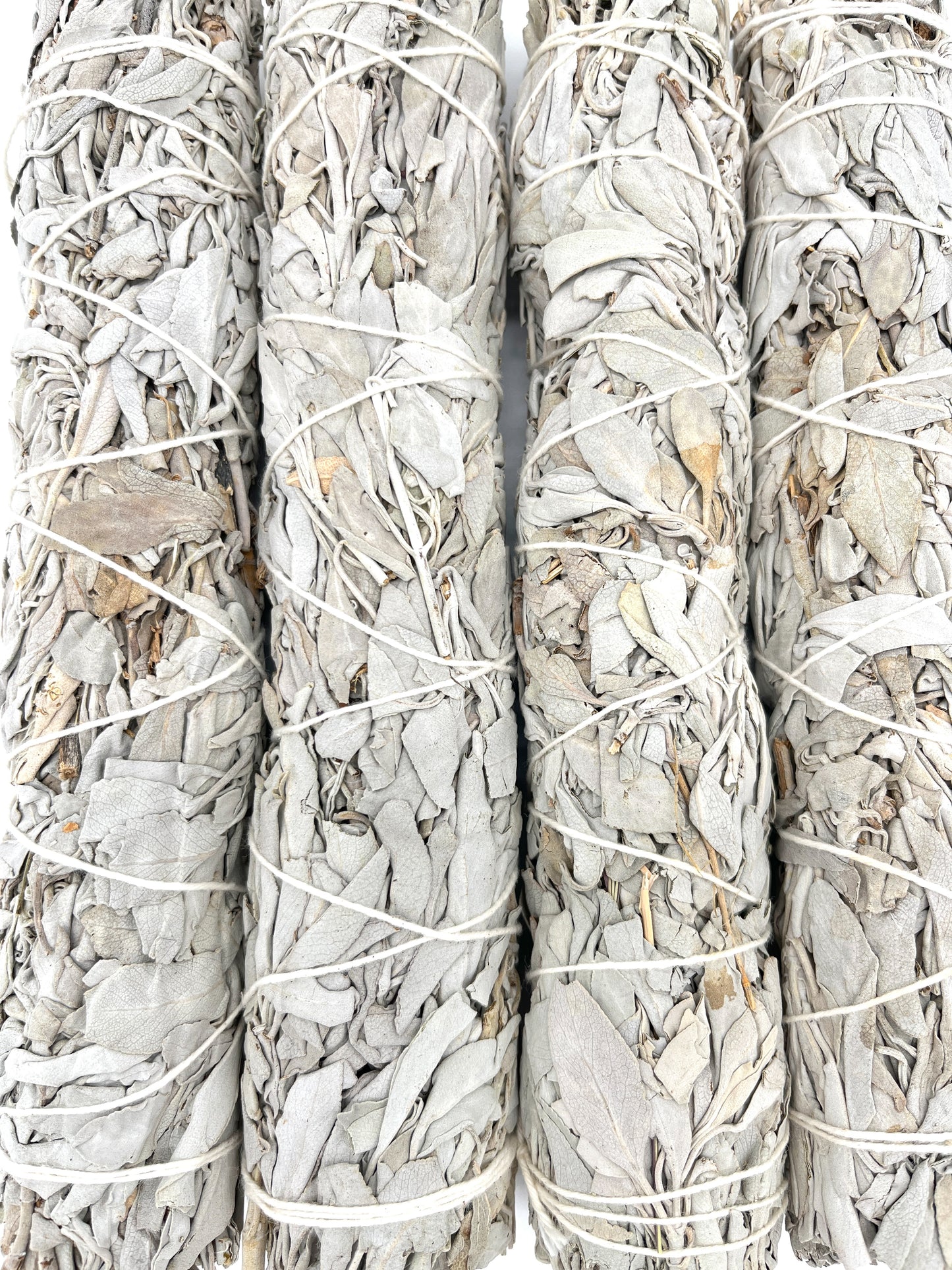 California White Sage 8-9"