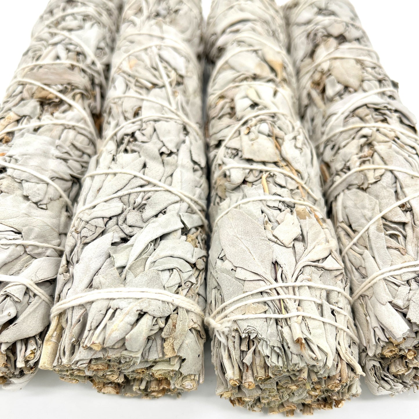 California White Sage 8-9"