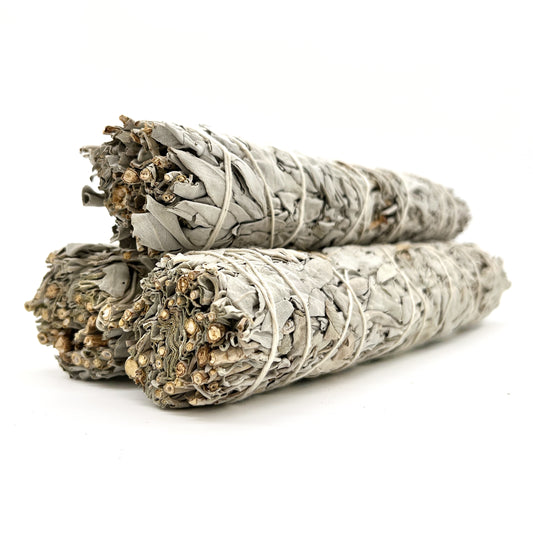 California White Sage 8-9"